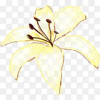 手绘黄色百合花插画-空若网 手绘黄色百合花插画-空若网