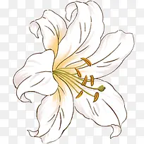 创意合成手绘百合花-空若网 创意合成手绘百合花-空若网