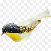 创意摄影春天的小鸟-空若网 创意摄影春天的小鸟-空若网