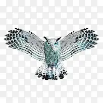 ��ͨèͷӥ-������