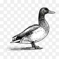 手绘鸭子-空若网 手绘鸭子-空若网