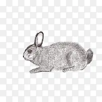 手绘兔子-空若网 手绘兔子-空若网