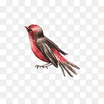 手绘动物鸟-空若网 手绘动物鸟-空若网