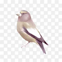 手绘鸟-空若网 手绘鸟-空若网