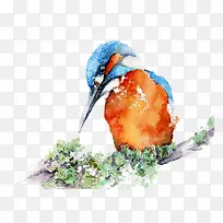 手绘鸟-空若网 手绘鸟-空若网