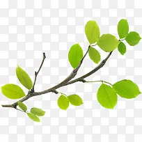 春季绿色树叶树枝装饰-空若网 春季绿色树叶树枝装饰-空若网
