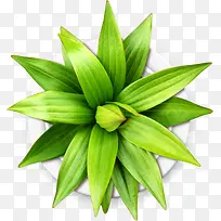 绿色植物素材-空若网 绿色植物素材-空若网