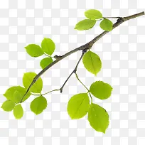 春季黄绿色树枝树叶装饰-空若网 春季黄绿色树枝树叶装饰-空若网