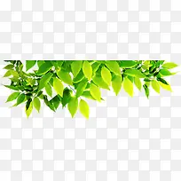 春季黄绿色树叶树枝装饰-空若网 春季黄绿色树叶树枝装饰-空若网