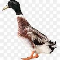 虫鸟插画虫鸟元素-空若网 虫鸟插画虫鸟元素-空若网