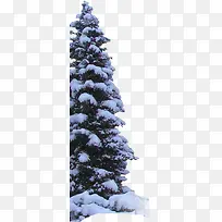 ¶¬¼¾Ê¥µ®½ÚÑ©¾°Ö²Îï-¿ÕÈôÍø ¶¬¼¾Ê¥µ®½ÚÑ©¾°Ö²Îï-¿ÕÈôÍø