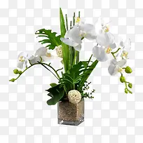 白色蝴蝶兰花盆-空若网 白色蝴蝶兰花盆-空若网