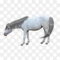 卡通马卡通马素材-空若网 卡通马卡通马素材-空若网