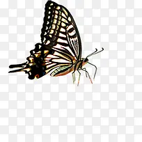 蝴蝶-空若网 蝴蝶-空若网