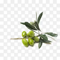 橄榄-空若网 橄榄-空若网