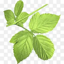 ��֦��Ҷֲ����ɫ-������