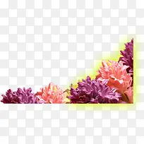 彩色唯美花朵植物-空若网 彩色唯美花朵植物-空若网