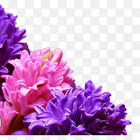 彩色唯美节日时尚花朵-空若网 彩色唯美节日时尚花朵-空若网