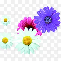 彩色高清冬季花朵-空若网 彩色高清冬季花朵-空若网