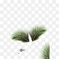 时尚风格装饰绿植 叶子-空若网 时尚风格装饰绿植 叶子-空若网