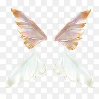 翅膀-空若网 翅膀-空若网