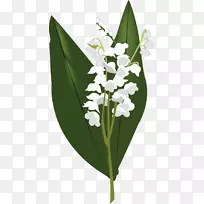 百合花谷剪贴画-百合花-空若网 百合花谷剪贴画-百合花-空若网