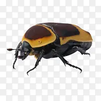 �׳�걾-������