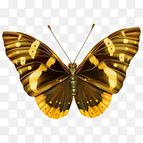 蝴蝶标本-空若网 蝴蝶标本-空若网