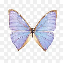 蝴蝶-空若网 蝴蝶-空若网