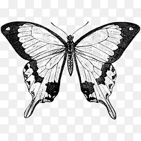 蝴蝶-空若网 蝴蝶-空若网