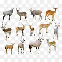 陆地动物-空若网 陆地动物-空若网