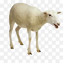 白色的绵羊-空若网 白色的绵羊-空若网