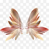 炫酷羽翼-空若网 炫酷羽翼-空若网