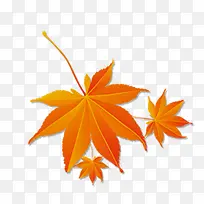 枫叶手绘2-空若网 枫叶手绘2-空若网