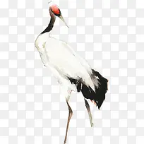 手绘卡通白色天鹅-空若网 手绘卡通白色天鹅-空若网