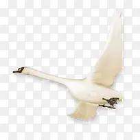 �ֻ��ɫ�ɰ����-������