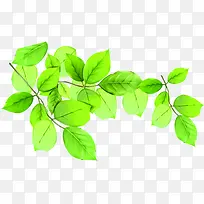 春天绿叶高清植物树枝-空若网 春天绿叶高清植物树枝-空若网