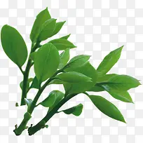 春天清新绿叶树枝-空若网 春天清新绿叶树枝-空若网