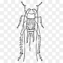 蟋蟀昆虫-空若网 蟋蟀昆虫-空若网