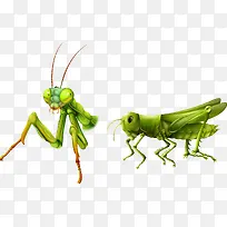 矢量手绘昆虫-空若网 矢量手绘昆虫-空若网