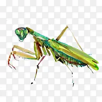 手绘螳螂-空若网 手绘螳螂-空若网