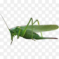 蝗虫-空若网 蝗虫-空若网