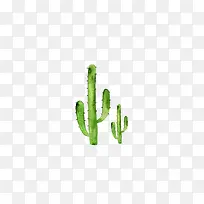 水彩仙人掌-空若网 水彩仙人掌-空若网