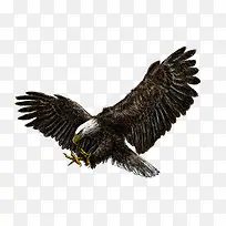 飞翔的老鹰-空若网 飞翔的老鹰-空若网