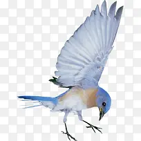 蓝色飞鸟素材可爱-空若网 蓝色飞鸟素材可爱-空若网