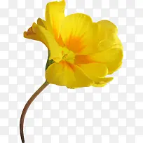 »¨»ÜʸÁ¿Í¼ËزÄË®²Ê»¨»Ü-¿ÕÈôÍø »¨»ÜʸÁ¿Í¼ËزÄË®²Ê»¨»Ü-¿ÕÈôÍø