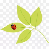 昆虫秋季春夏瓢虫-空若网 昆虫秋季春夏瓢虫-空若网