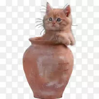 ��è���ͼ�����-è-������