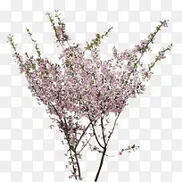粉色小花树枝景观-空若网 粉色小花树枝景观-空若网