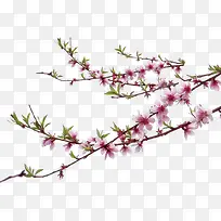 粉色高清花朵树枝-空若网 粉色高清花朵树枝-空若网